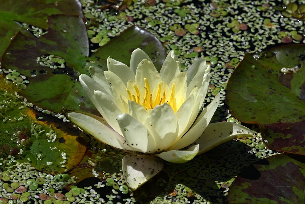 2025-08270189 Tower Hill Botanic Garden, MA.JPG - Water Lily. New England Botanic Garden at Tower Hill, MA, 8-27-2025